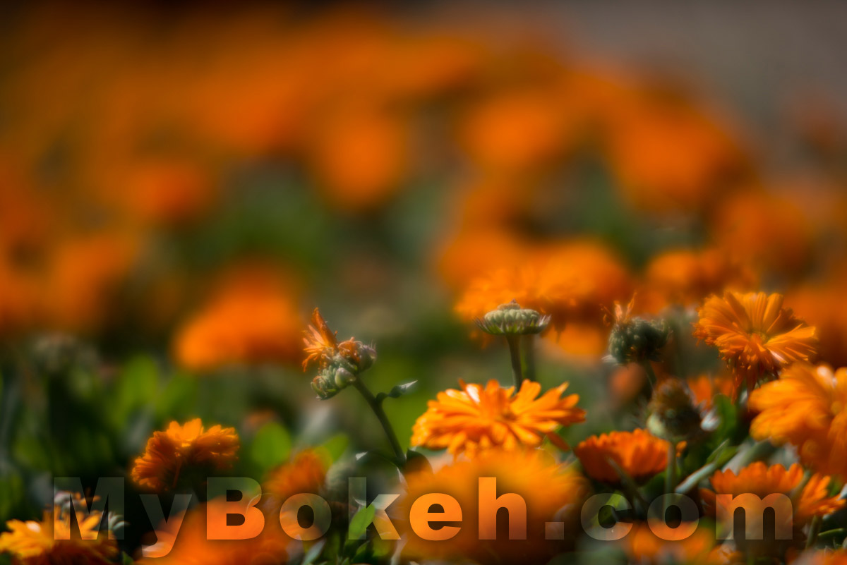 DC-NIKKOR 135mm f2.0 D Lens Bokeh 3