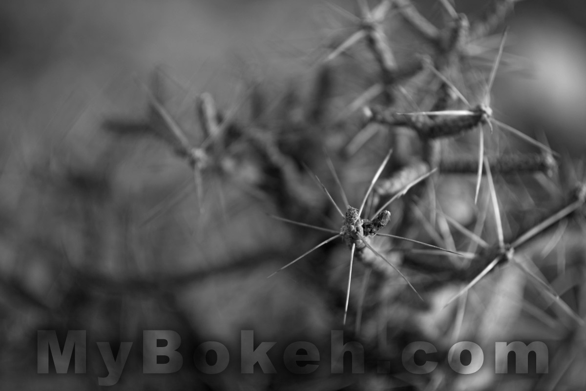 DC-NIKKOR 135mm f2.0 D Lens Bokeh 1