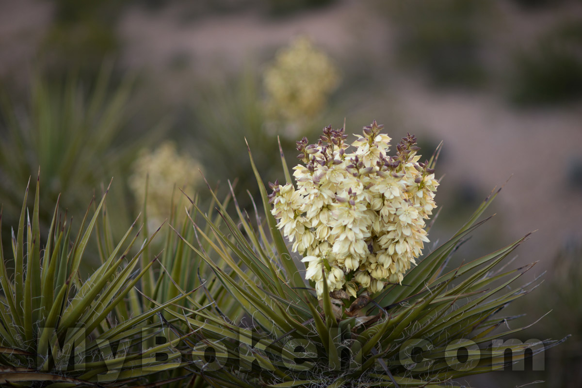 DC-NIKKOR 135mm f2.0 D Lens Bokeh 6