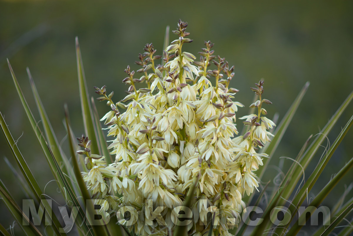 DC-NIKKOR 135mm f2.0 D Lens Bokeh 7