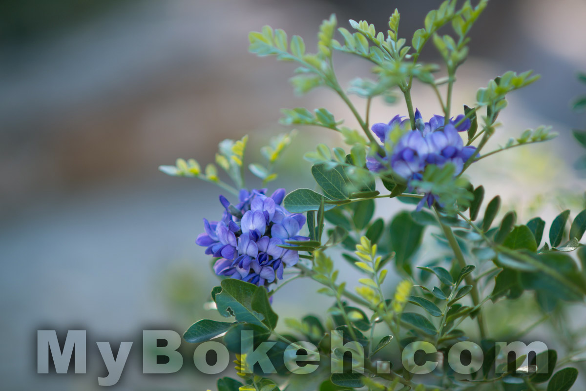 DC-NIKKOR 135mm f2.0 D Lens Bokeh 8