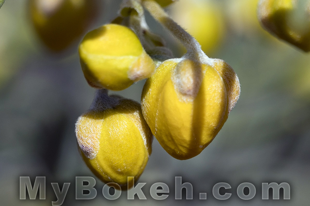 Schneider MACRO VARON 85mm f4.5 Lens Bokeh 10