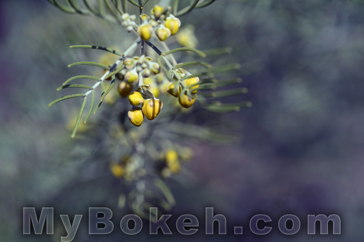 Schneider MACRO VARON 85mm f4.5 Lens Bokeh 9