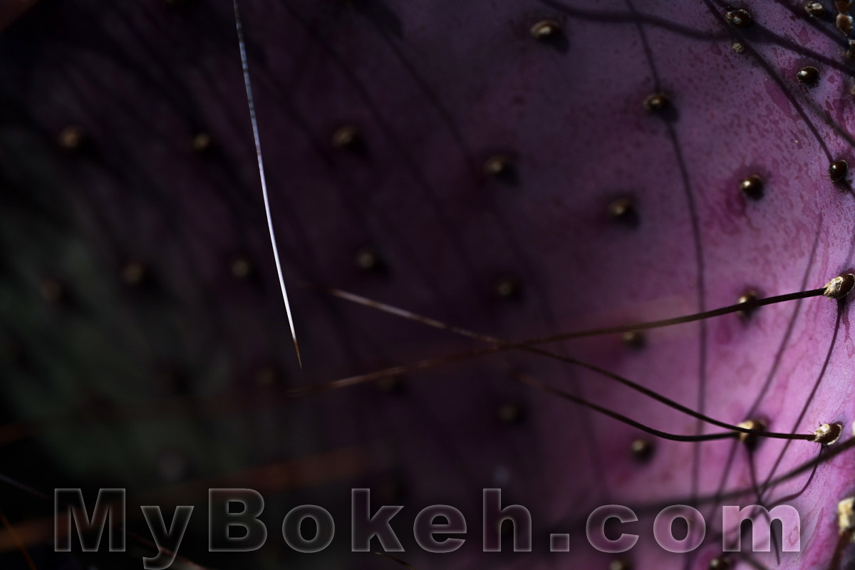 Schneider MACRO VARON 85mm f4.5 Lens Bokeh 6