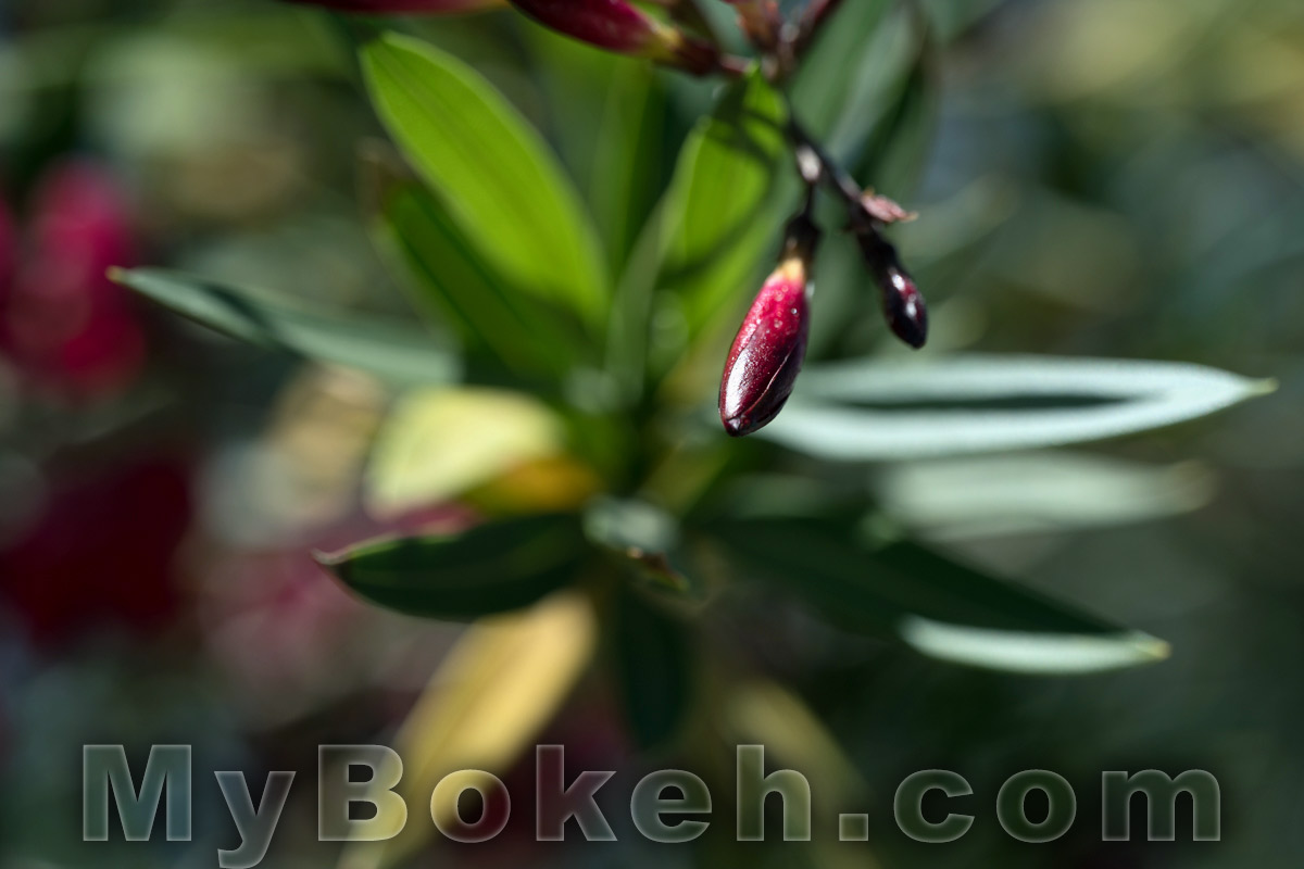 Schneider MACRO VARON 85mm f4.5 Lens Bokeh 5