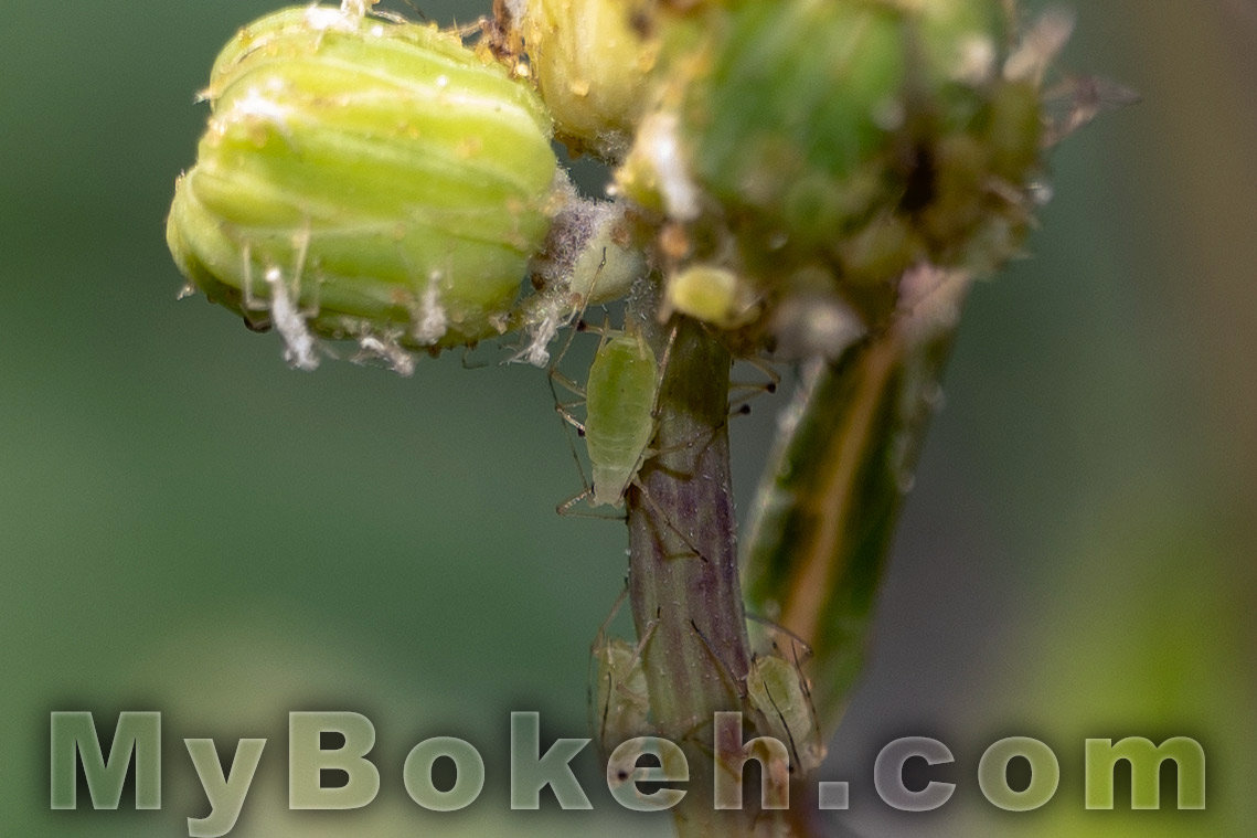 Schneider MACRO VARON 85mm f4.5 Lens Bokeh 8