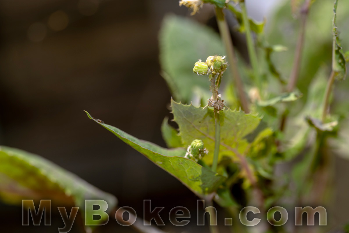 Schneider MACRO VARON 85mm f4.5 Lens Bokeh 7