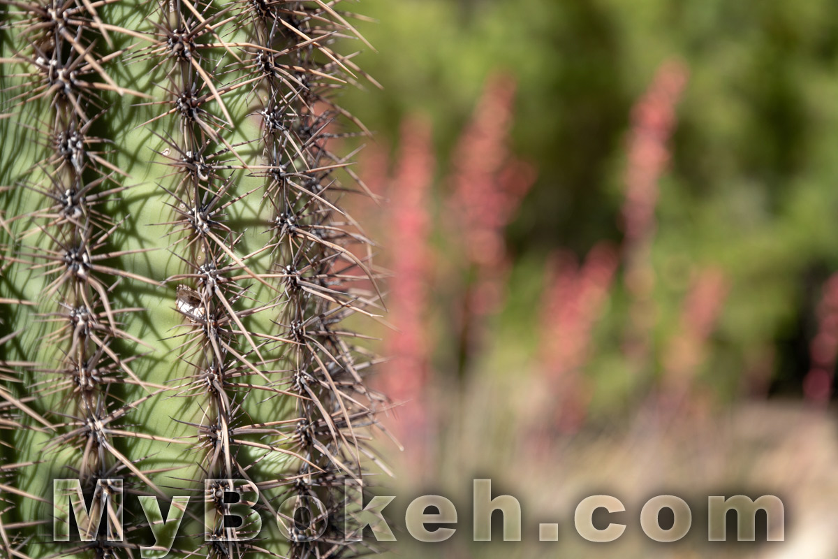 Schneider MACRO VARON 85mm f4.5 Lens Bokeh 3