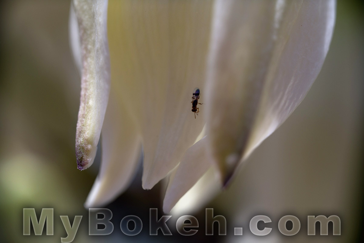 Schneider MACRO VARON 85mm f/4.5 Lens Bokeh 1