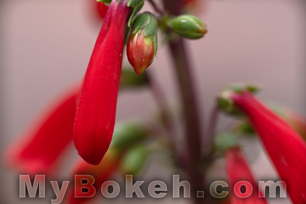 Schneider MACRO VARON 85mm f4.5 Lens Bokeh 4