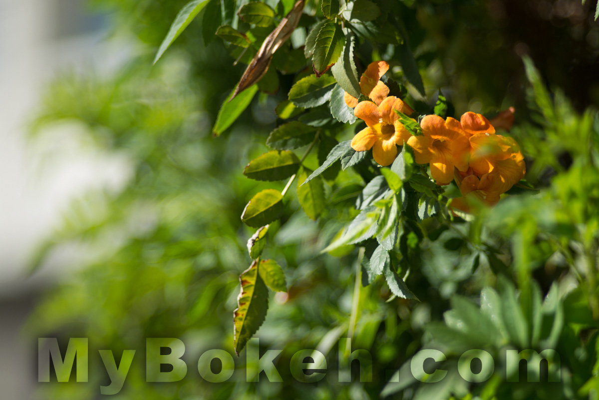 Soligor 135mm f/2.8 PRESET Lens Bokeh