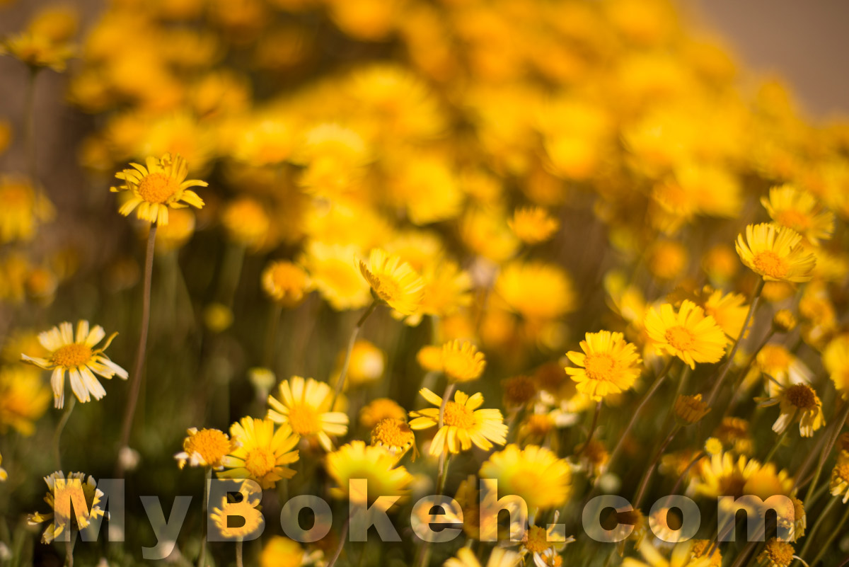 Voigtlander NOKTON 58mm f1.4 Lens Bokeh 2