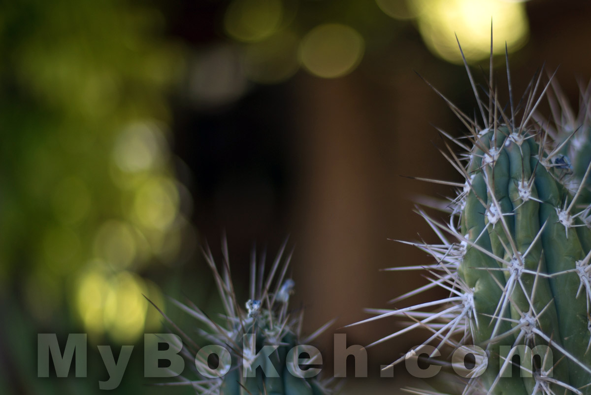 Voigtlander NOKTON 58mm f1.4 Lens Bokeh 3