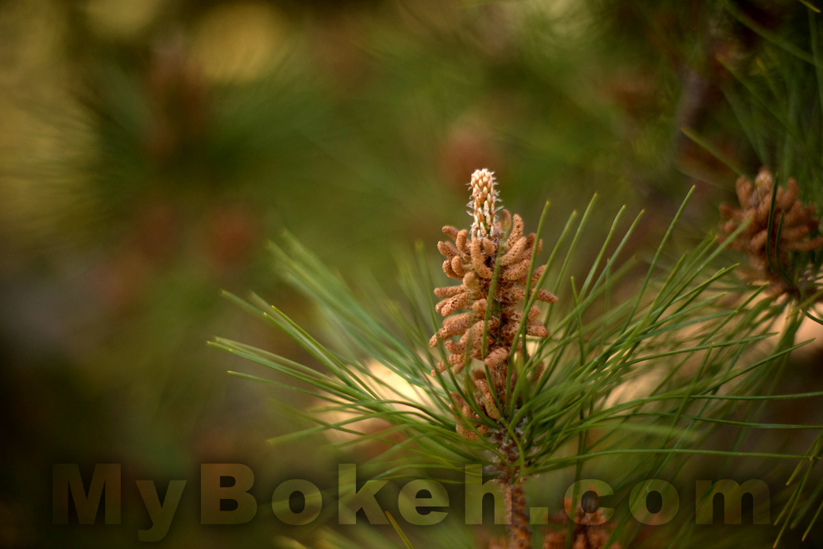 Voigtlander NOKTON 58mm f1.4 Lens Bokeh 6