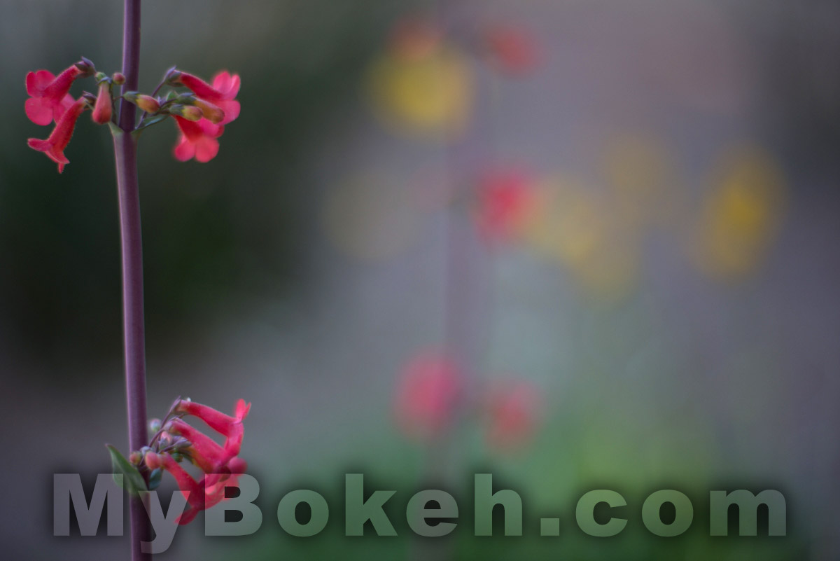 Voigtlander NOKTON 58mm f1.4 Lens Bokeh 7