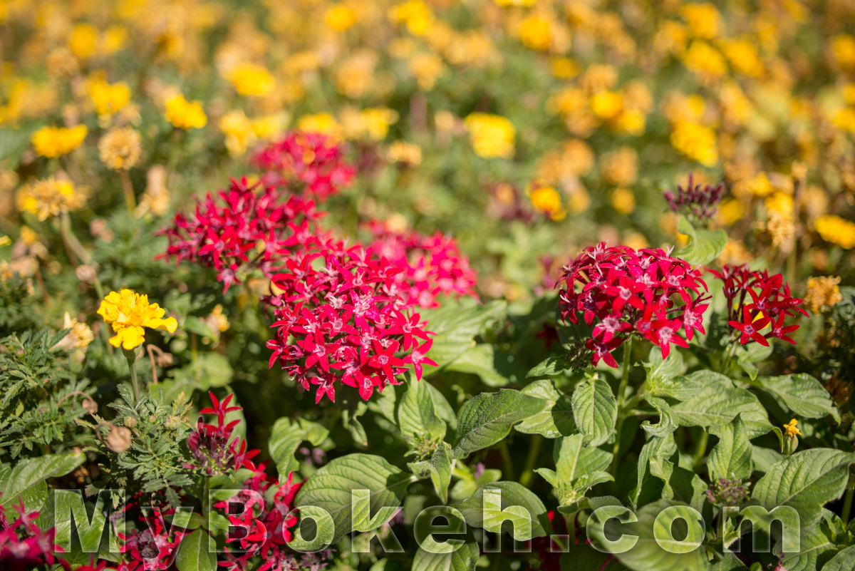 Carl Zeiss DISTAGON ZF 35mm f/2.0 Lens Bokeh 3