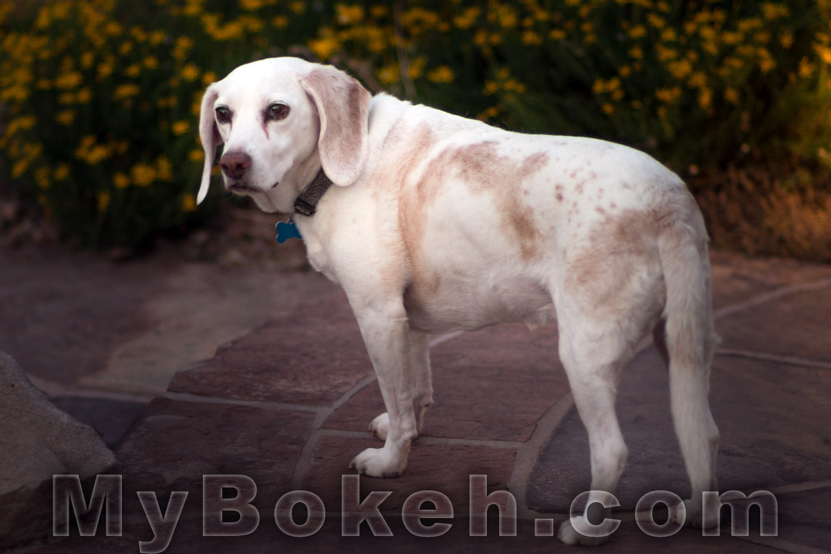 Carl Zeiss Planar ZF 85mm f1.4 Lens Bokeh 1