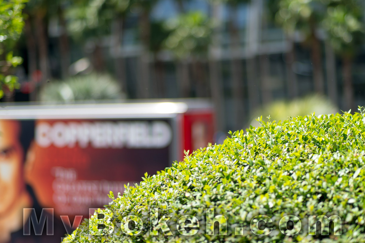 Carl Zeiss Planar ZF 85mm f1.4 Lens Bokeh 4