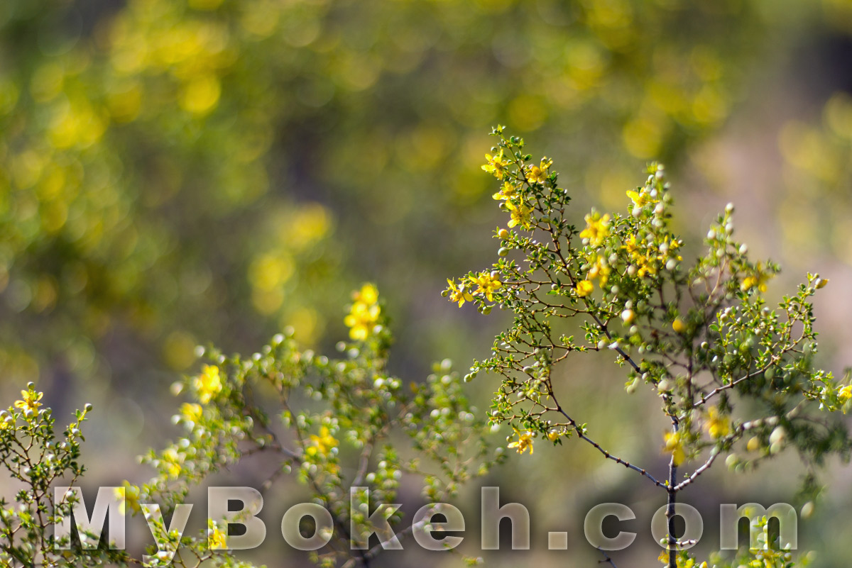 Carl Zeiss Planar ZF 85mm f1.4 Lens Bokeh 5