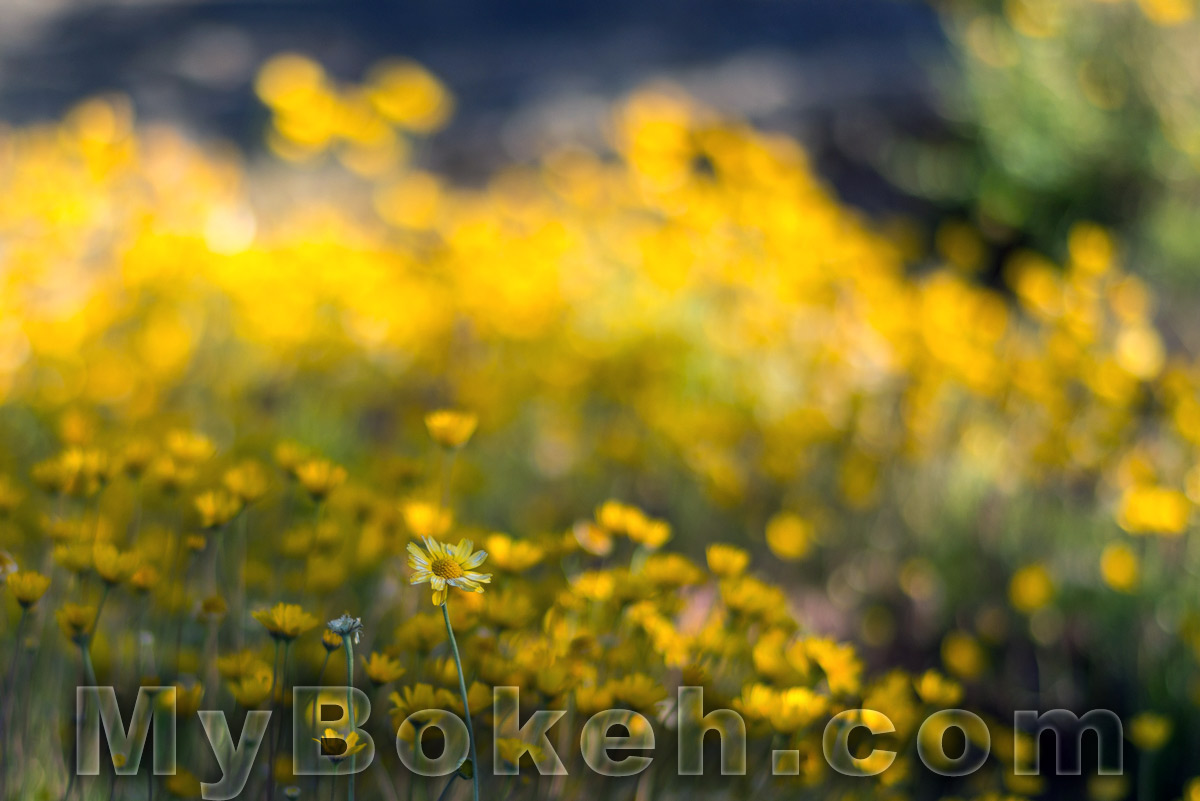 Carl Zeiss Planar ZF 85mm f1.4 Lens Bokeh 6