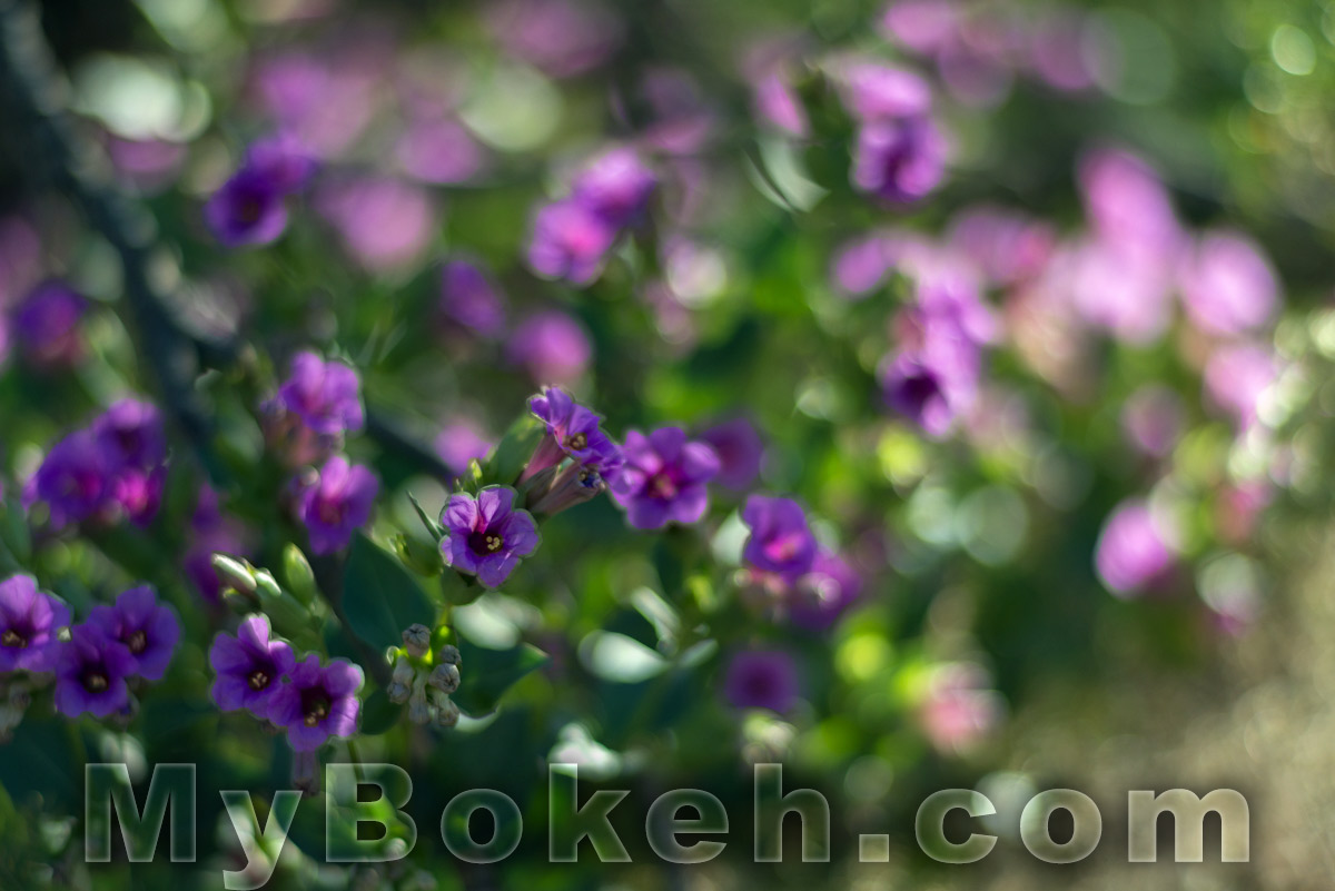 Carl Zeiss Planar ZF 85mm f1.4 Lens Bokeh 7