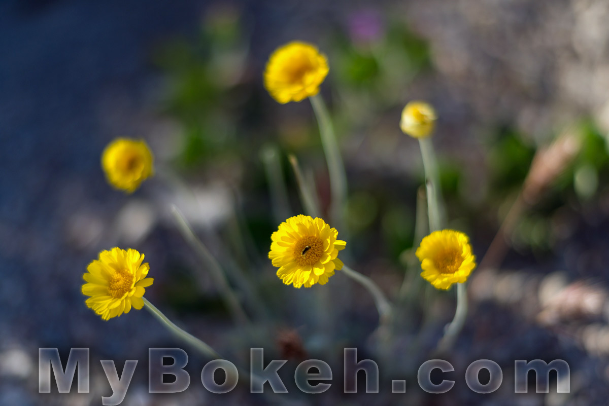 Carl Zeiss Planar ZF 85mm f1.4 Lens Bokeh 8