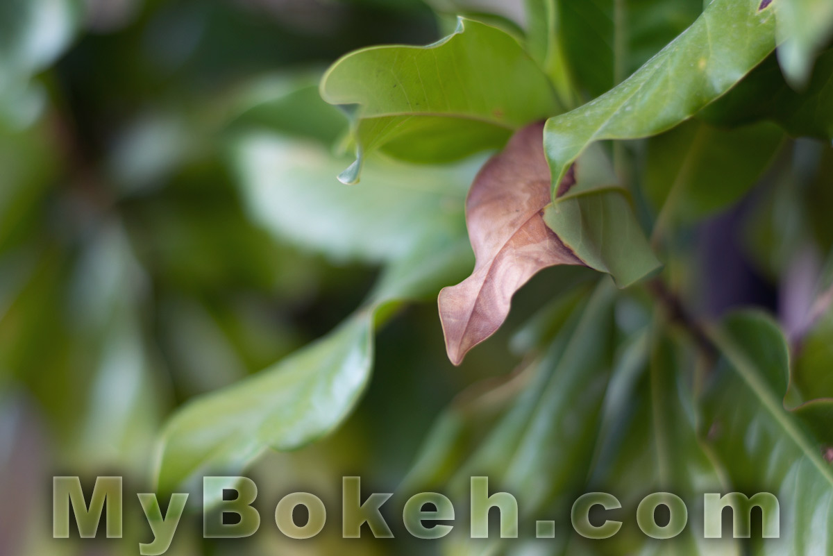 Carl Zeiss Planar ZF 85mm f1.4 Lens Bokeh 9