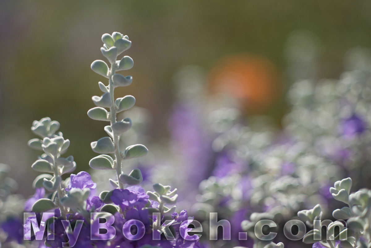 Zeiss TESSAR 115mm f3.5 Lens Bokeh 1