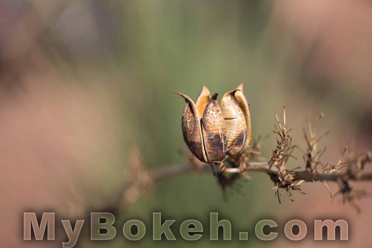 Zeiss TESSAR 115mm f3.5 Lens Bokeh 4