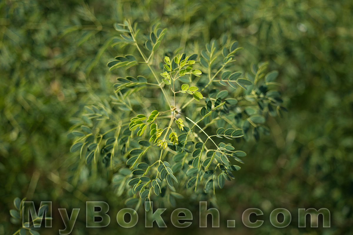 Zeiss TESSAR 115mm f3.5 Lens Bokeh 8