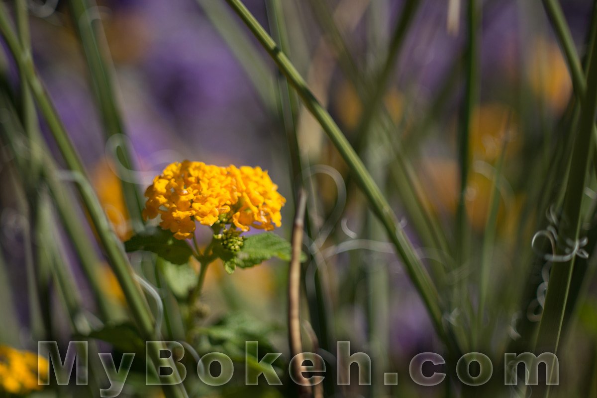 Zeiss TESSAR 115mm f3.5 Lens Bokeh 9