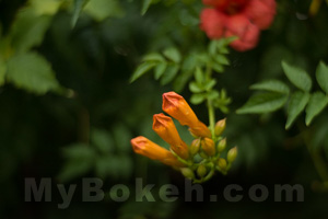 depth-of-field example 3