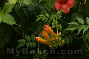 depth-of-field example B at f/5.6