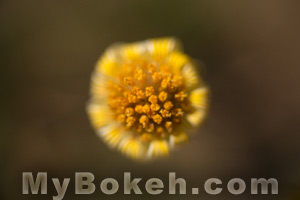 Lenses fastest f-stop.