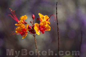 Improving Bokeh - Camera Reposition 1