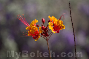 Improving Bokeh - Camera Reposition 2